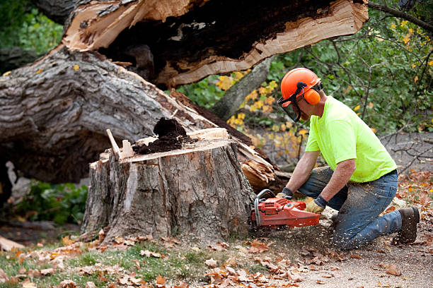 Tree Root Removal in Dexter, MI